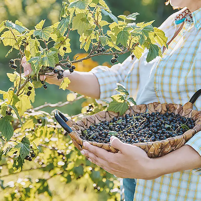 Ernte schwarzer Johannisbeeren in Frankreich Frau erntet reife, dunkelviolette Johannisbeeren und sammelt sie in einer Schale