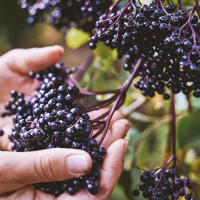 Reife Holunderbeeren – erntereif und naturbelassen Holunderdolden mit reifen, dunkelvioletten Beeren liegen in einer Hand