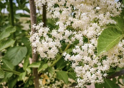 Holunderblüten in Nahaufnahme an einem Strauch