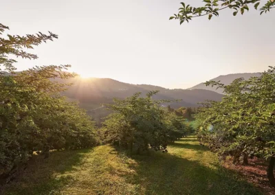 Plantage mit Schwarzen Holunderbeeren während die Sonne hinter den Bergen aufgeht