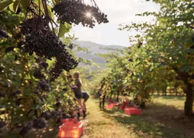 Schwarze Holunderbeeren am Baum auf einer Plantage, durch die die Sonne scheint. Im Hintergrund werden die Schwarzen Holunderbeeren von Erntehelfern geerntet.
