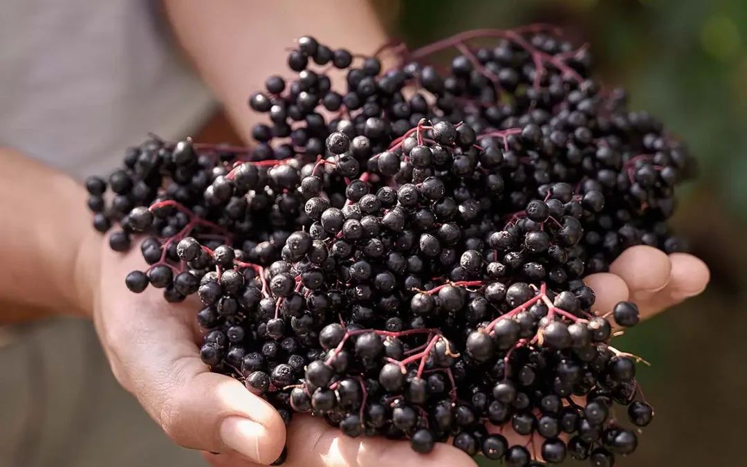 Eine Frau hält mehrere Schwarze Holunderbeeren an Dolden in den Händen. Die dunklen Holunderbeeren werden von der Sonne beschienen.