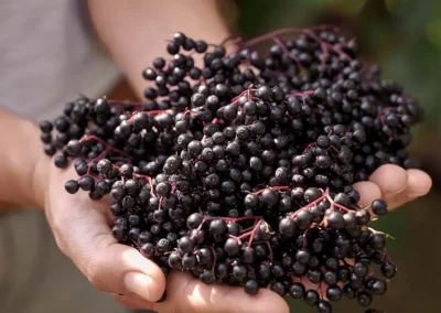 Eine Frau hält mehrere Schwarze Holunderbeeren an Dolden in den Händen. Die dunklen Holunderbeeren werden von der Sonne beschienen.