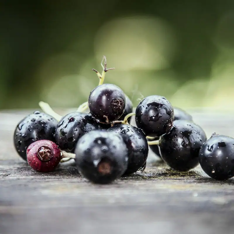 Schwarze Johannisbeere mit positiver Wirkung auf die Gesundheit Schwarze Johannisbeere Augen und Sehkraft verbessern