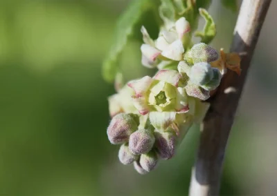 Nahaufnahme von Blüten einer Schwarzen Johannisbeere, die gerade aufgehen. Sie werden von der Sonne angeschienen.