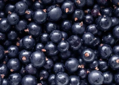 Nahaufnahme von vielen gepflückten Schwarzen Johannisbeeren mit Tropfen auf den einzelnen Früchten.