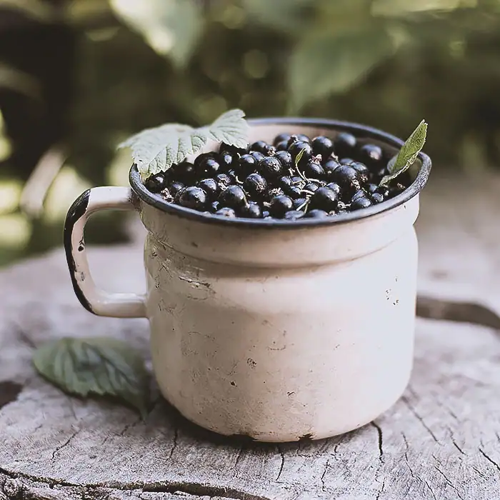 Schwarze Johannisbeere Zellschutz Gehirn Nerven Augen Gepflückte reife Schwarze Johannisbeeren befinden sich in einem weißen Vintage-Topf mit einem schwarzen Rand. Der Topf ist bis zum Rand gefüllt und steht auf einem abgeschnittenen Baumstamm.
