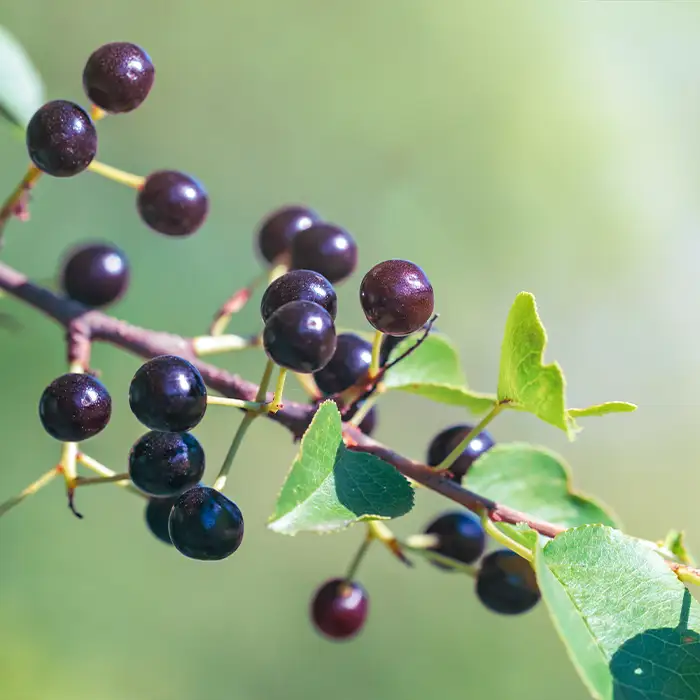 Maqui Beere Tränenflüssigkeit antioxidativ sekundäre Pflanzenstoffe Nahaufnahme eines Astes mit reifen tief roten bis schwarzen Maqui-Beeren.