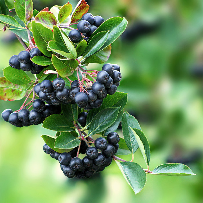 Aroniabeeren Zellschutz Blutgefäße Herz Kreislauf Viele dunkle reife Aroniabeeren hängen an einem Ast mit vielen grünen Blättern