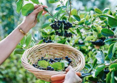 Eine Frauenhand hält einen Weidenkorb und eine Astschere in der einen Hand. In dem Korb liegen schon einige Aroniabeeren. Mit der anderen Hand hält sie einen Ast fest.