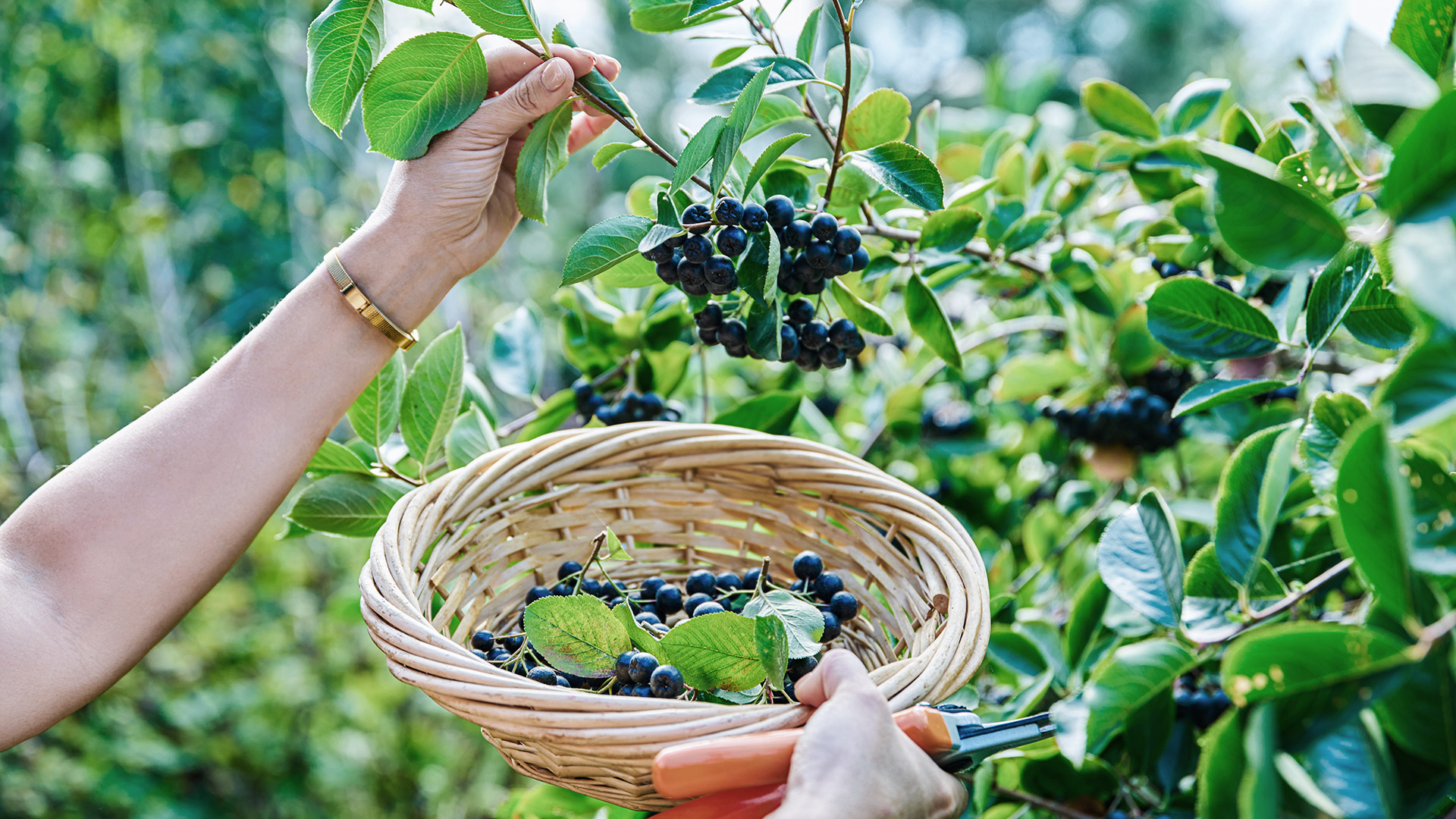 Aroniabeeren von Hand geerntet – sorgfältige Ernte direkt vom Strauch Reife Aroniabeeren werden per Hand von einem Strauch geerntet und in einem Weidenkorb gesammelt