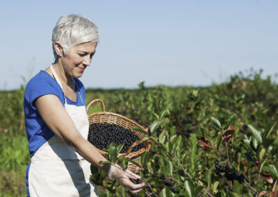Eine Frau mit grauen Haaren und Kurzhaarschnitt steht in einem Aroniafeld. In der linken Hand hat sie einen Weidenkorb, der bereits gut mit Aroniabeeren gefüllt ist. Mit der rechten Hand pflückt sie gerade Beeren von einem Strauch.