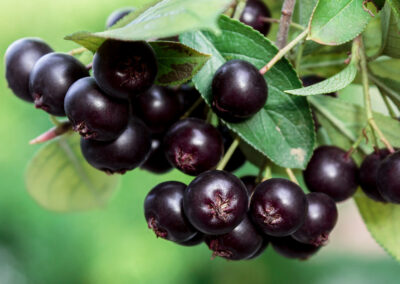 Nahaufnahme von dunklen reifen Aroniabeeren, die an einem Ast hängen. Umgeben von grünen Blättern