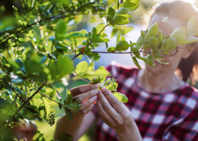 Eine Frau mit rot kariertem Oberteil pflückt Aroniabeeren von einem Strauch. Dabei geht ein Ast durch ihr Gesicht, sodass man es nicht sieht.
