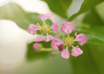 Nahaufnahme von zwei rosa Acerola Blüten. Die Blüten haben 5 Blütenblätter und gelben Stempeln