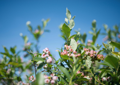 Nahaufnahme eines Wildheidelbeerstrauches, der noch unreife Früchte trägt. Die Früchte sind zart rosa. Im Hintergrund sieht man leicht unscharf weitere Äste von Wildheidelbeersträuchern.