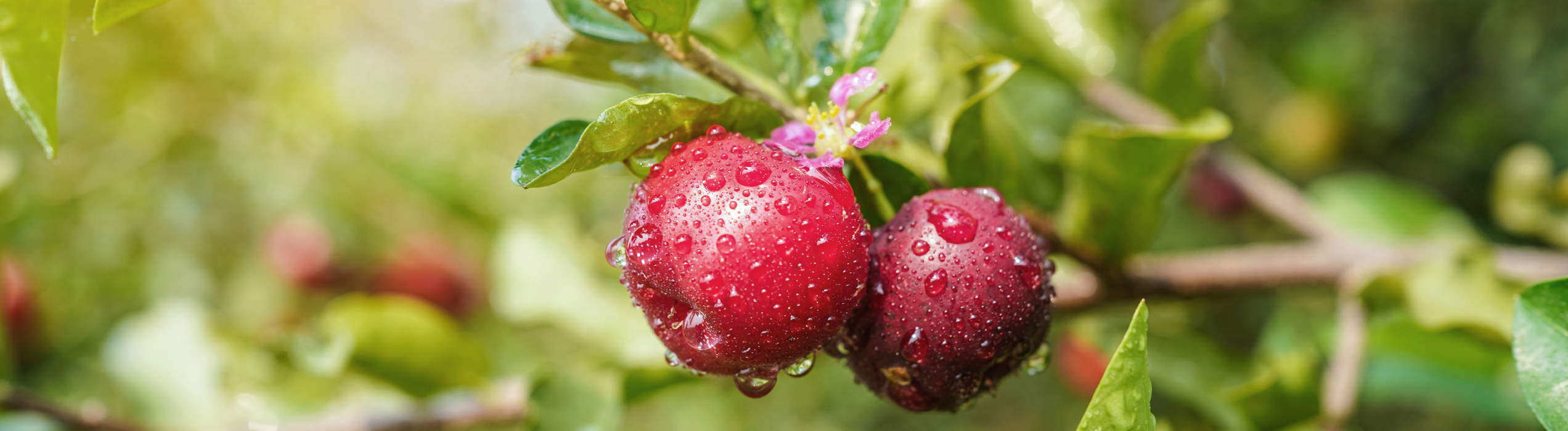 Acerola Frucht mit natürlichen Vitamin-C Gehalt