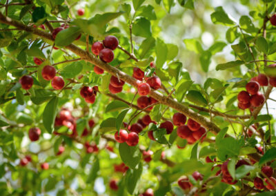 Reife Acerola-Kirschen an mehreren Ästen, umgeben von grünen Blättern