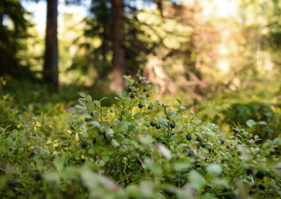 Reife Wildheidelbeeren im Wald