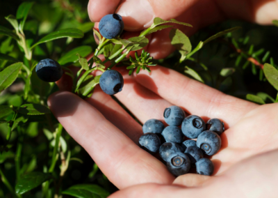 Nahaufnahme einer Frauenhand, die einige reife Wildheidelbeeren auf der Handfläche zeigt. Mit der anderen Hand pflückt sie eine weitere Wildheidelbeere.