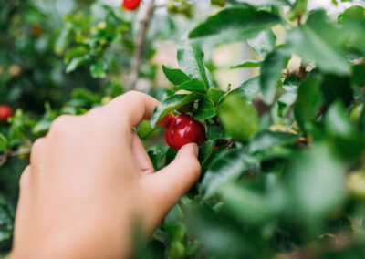 Nahaufnahme einer Frauenhand, die gerade eine reife rote Acerola pflückt. Umgeben ist die Acerola von vielen grünen Blättern.