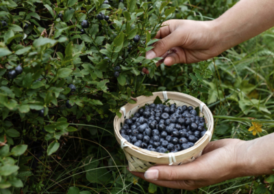 Eine Frauenhand hat ein kleines Weidenkörbchen mit gepflückten Wildheidelbeeren in der linken Hand. Die rechte Hand pflückt weitere Beeren.