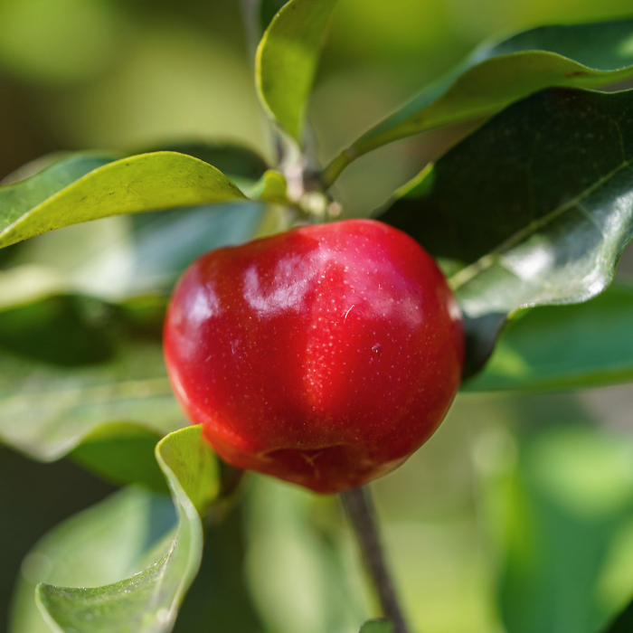 Acerola-Kirsche natürliches Vitamin C Zellschutz Stoffwechsel Unterstützer Kollagenbildung Nahaufnahme einer reifen roten Acerola Frucht, umgeben von grünen Blättern