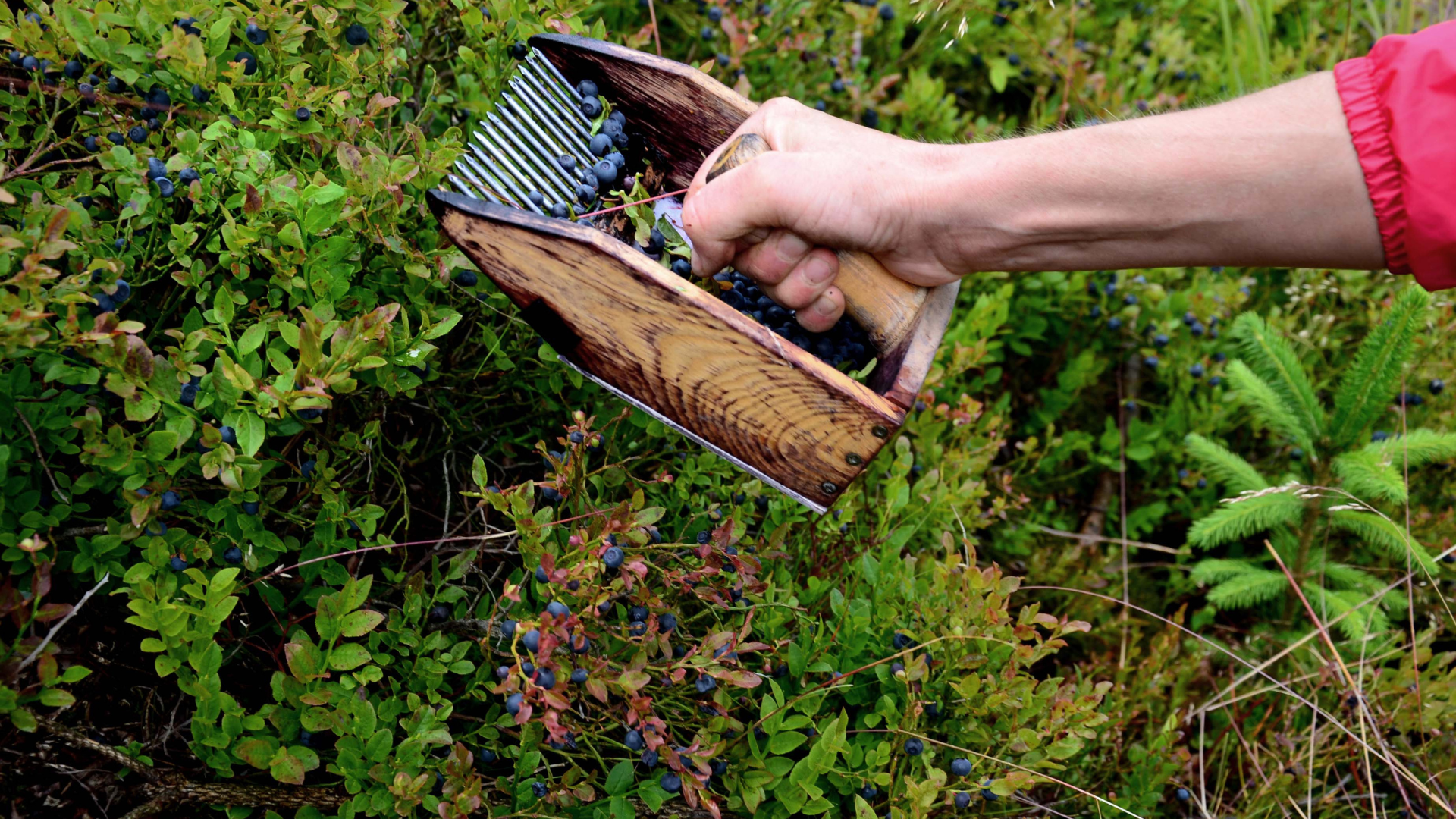Traditionelle Ernte von Wildheidelbeeren Frau erntet reife, dunkelblaue Wildheidelbeeren mit einem Kamm