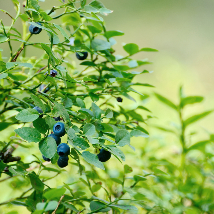 Wildheidelbeere Antioxidanz Gehirn Kognition Zellschutz Vereinzelte Wildheidelbeeren hängen reif an einem Strauch mit vielen grünen Blättern