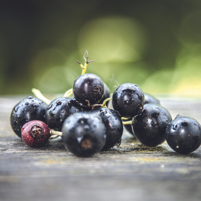 Erntefrische schwarze Johannisbeeren – prall gefüllt mit sekundären Pflanzenstoffe Schwarze Johannisbeeren mit Wassertropfen liegen frisch geerntet auf einer Holzfläche