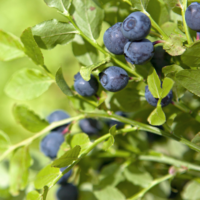 Nahaufnahme: Wildheidelbeeren in voller Reife Detailaufnahme eines Zweigs mit reifen, dunkelblauen Wildheidelbeeren