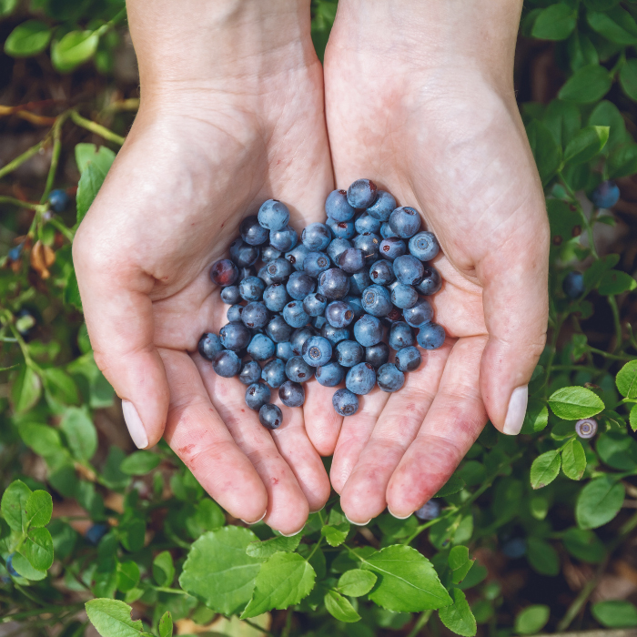 Wildheidelbeere Antioxidanz Gehirn Kognition Zellschutz Zwei Frauenhände zu einer Schale geformt halten reife Wildheidelbeeren. Im Hintergrund ist ein Wildheidelbeerstrauch zu sehen.