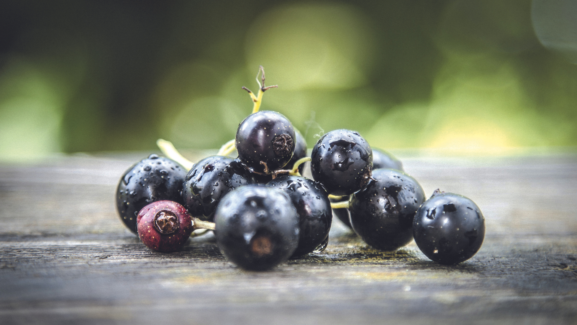 Schwarze Johannisbeeren – direkt nach der Ernte Frisch geerntete schwarze Johannisbeeren mit Wassertropfen liegen auf einer Holzoberfläche