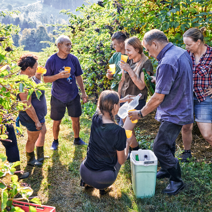 Unsere Landwirte bei der Ernte während einer Erfrischungspause Das Bild zeigt unsere Landwirte bei einer Pause während der Ernte. Mehrere Personen stehen im Feld zwischen den Bäumen zusammen und erfrischen sich mit Getränken, die sie aus einer Kühltasche holen. Die Stimmung ist gut, die Sonne scheint.