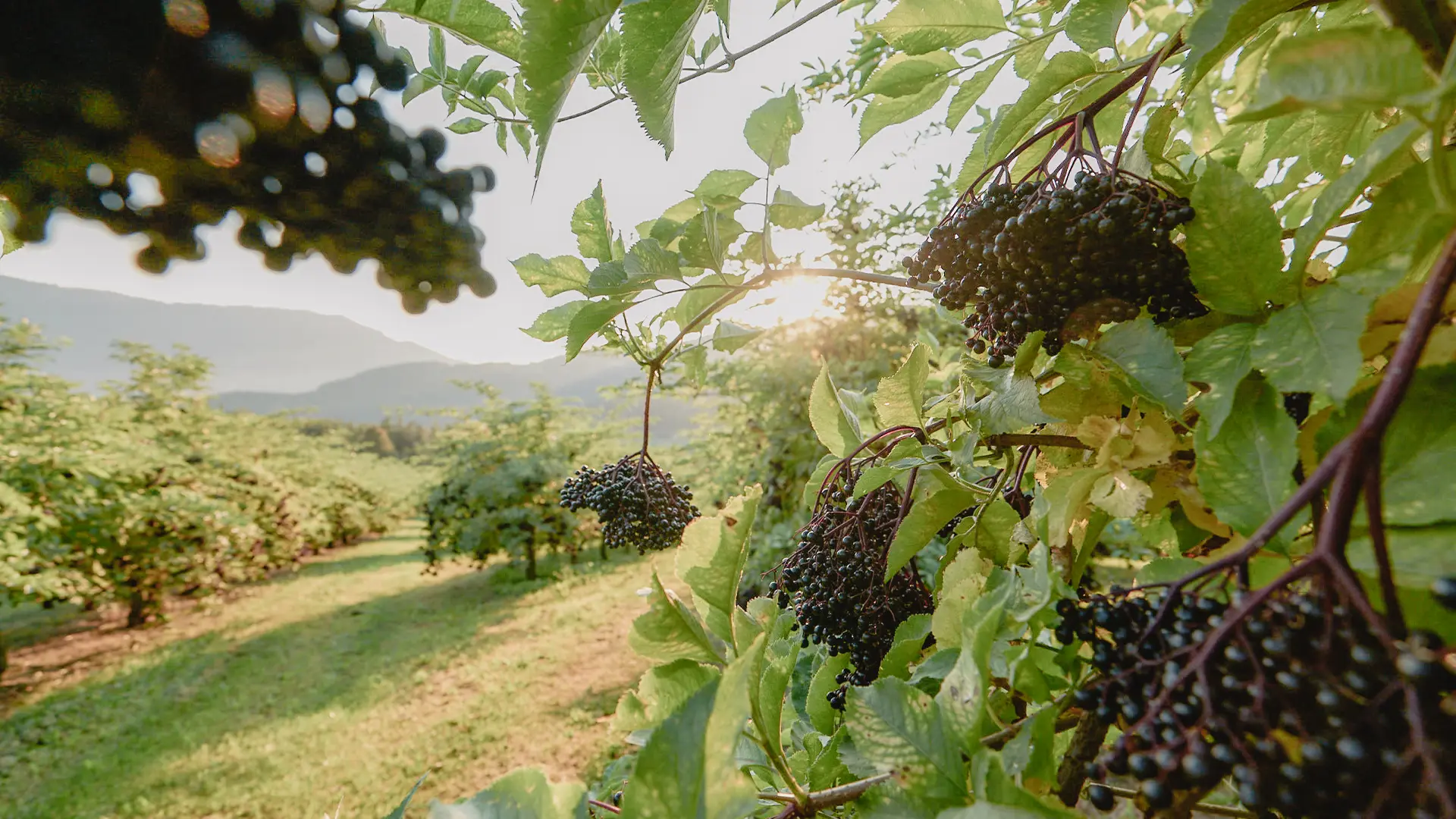 Schwarze reife Holunderbeeren an einem Baum. 