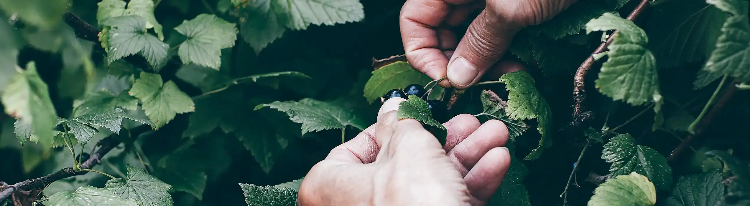 Natürliches Nahrungsergänzungsmittel Schwarze Johannisbeere