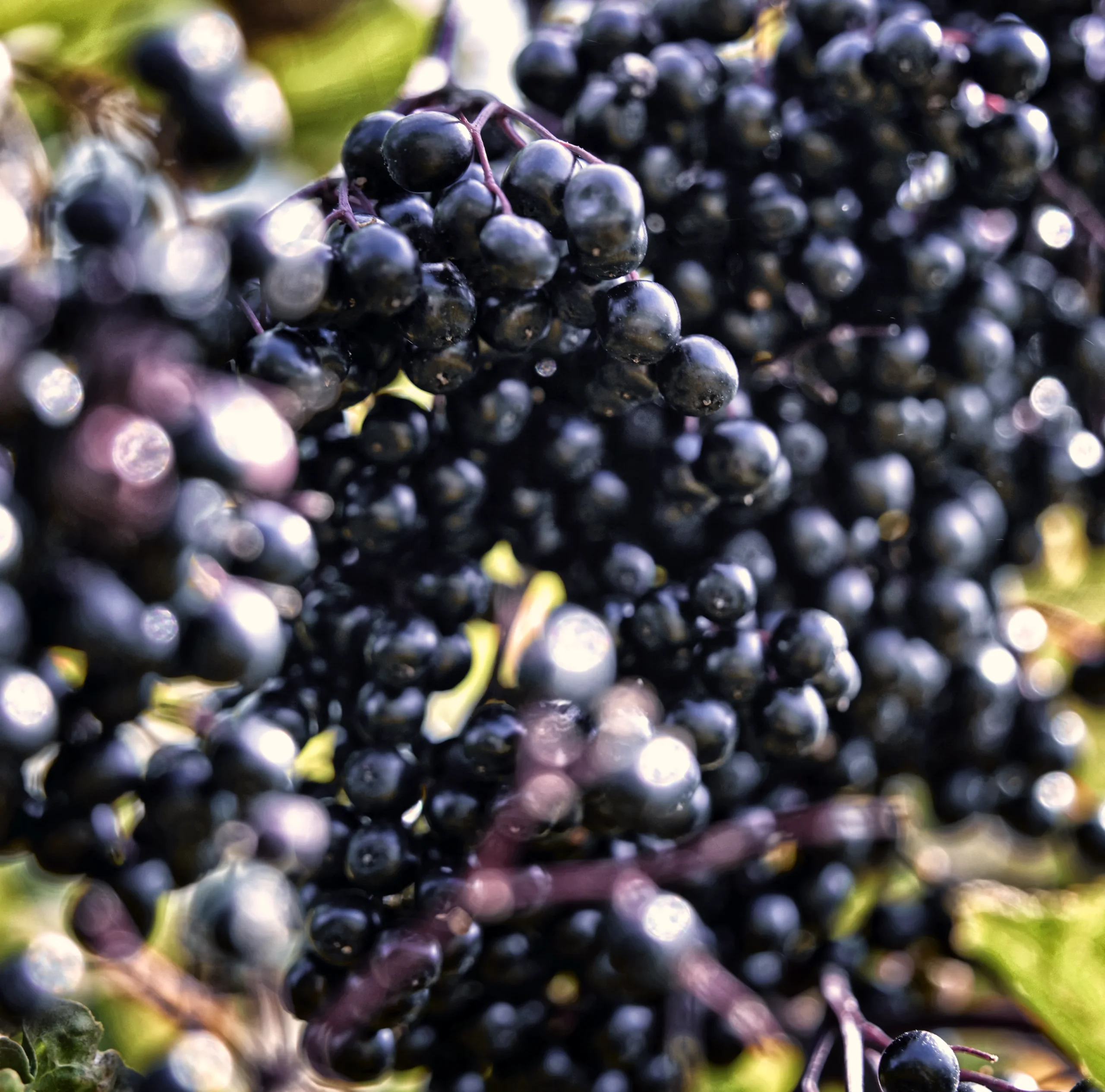 Hochreife Beeren des schwarzen Holunders – voller wertvoller sekundärer Pflanzenstoffe Nahaufnahme reifer schwarzer Holunderbeeren am Strauch